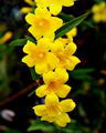 Gelsemium Sempervirens